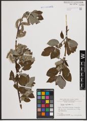 Foto von Salix caprea L.